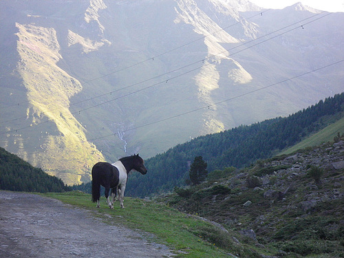 Cheval pyrénéen.