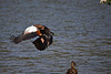 20110510 2257RTw [D~BI] Nilgans, Stockente, Bielefeld