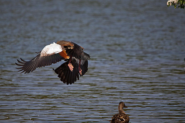 20110510 2257RTw [D~BI] Nilgans, Stockente, Bielefeld