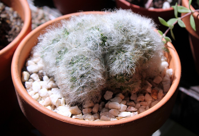 Mammillaria bocasana cristata