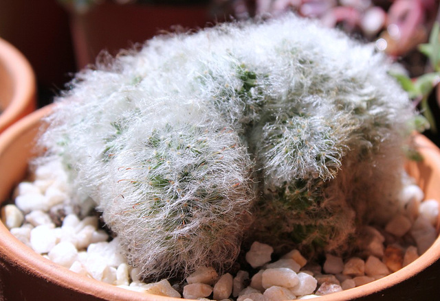 Mammillaria bocasana cristata (2)