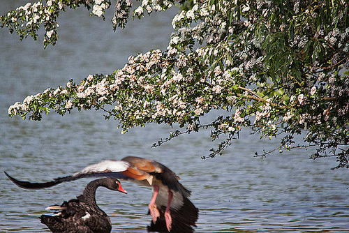 20110510 2255RTw [D~BI] Trauerschwan, Nilgans, Bielefeld