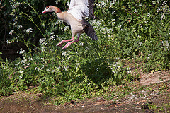 20110510 2253RTw [D~BI] Nilgans, Bielefeld