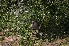 20110510 2250RTw [D~BI] Nilgans, Bielefeld