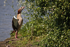 20110510 2248RTw [D~BI] Nilgans, Bielefeld