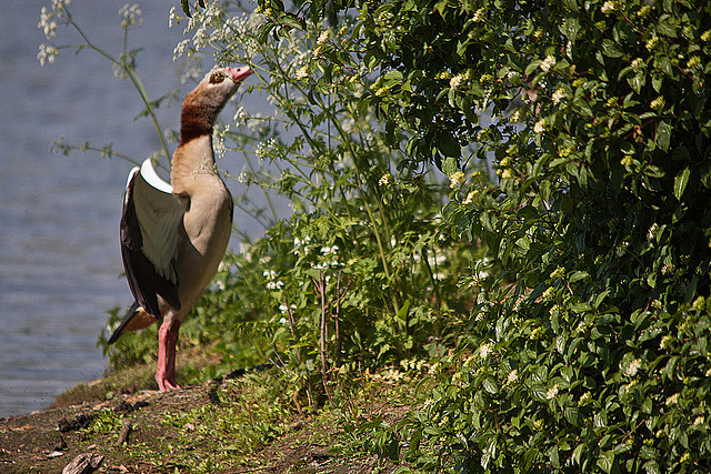 20110510 2248RTw [D~BI] Nilgans, Bielefeld