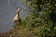 20110510 2247RTw [D~BI] Nilgans, Bielefeld