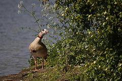 20110510 2246RTw [D~BI] Nilgans, Bielefeld