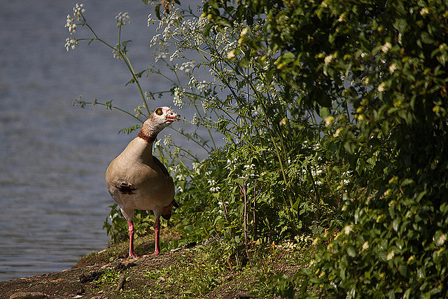 20110510 2246RTw [D~BI] Nilgans, Bielefeld