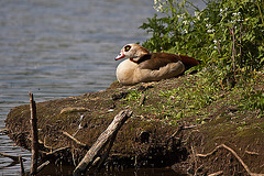 20110510 2245RTw [D~BI] Nilgans, Bielefeld