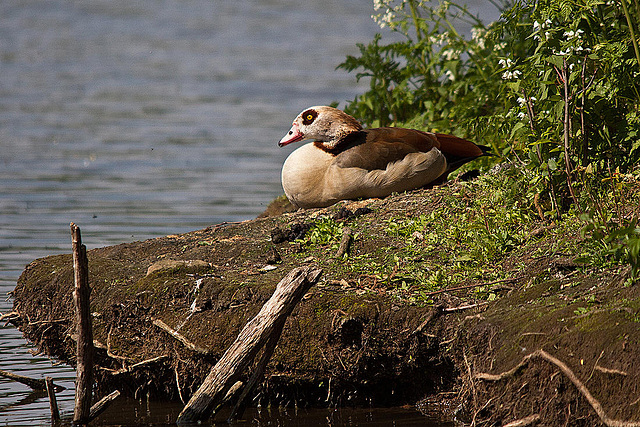 20110510 2245RTw [D~BI] Nilgans, Bielefeld