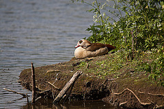 20110510 2244RTw [D~BI] Nilgans, Bielefeld