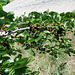 ***Maulbeeren