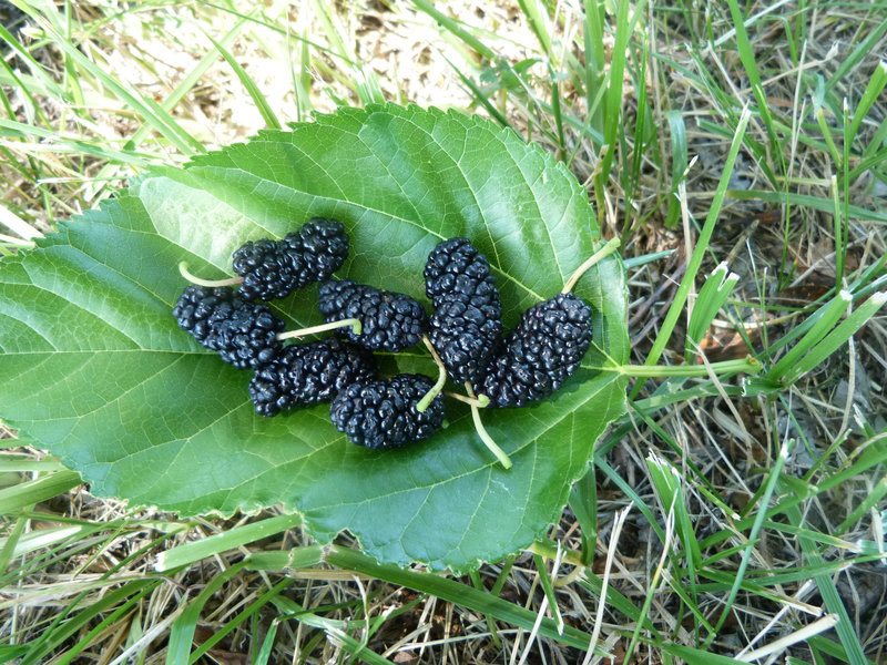 ***Maulbeeren