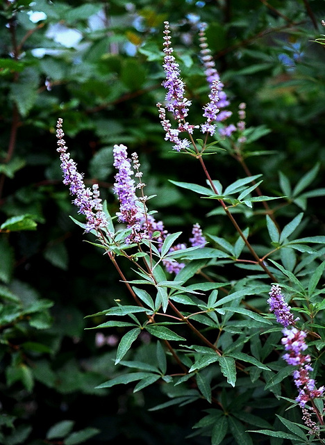 Vitex agnus-casti 2