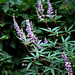 Vitex agnus-casti 2