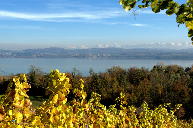 Le lac de Morat et les Alpes