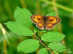 Gatekeeper Butterfly