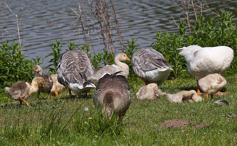 20110510 2236RTw [D~BI] Graugans, Bielefeld