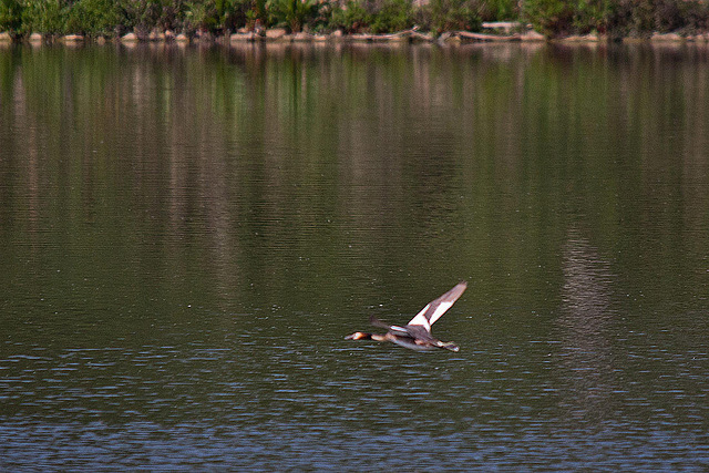 20110510 2233RTw [D~BI] Haubentaucher (Podiceps cristatus), Bielefeld