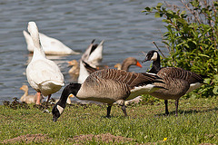 20110510 2227RTw [D~BI] Graugans, Kanadagans, Bielefeld