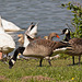 20110510 2227RTw [D~BI] Graugans, Kanadagans, Bielefeld