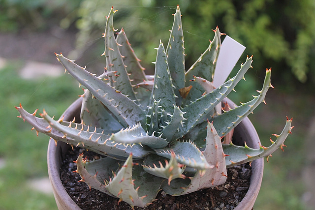 Aloe pegleare