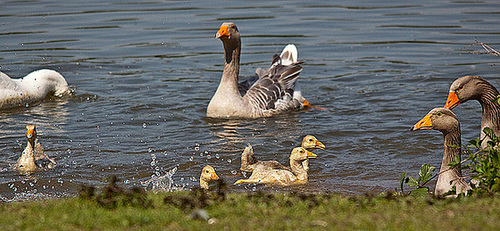 20110510 2223RTw [D~BI] Graugans, Bielefeld