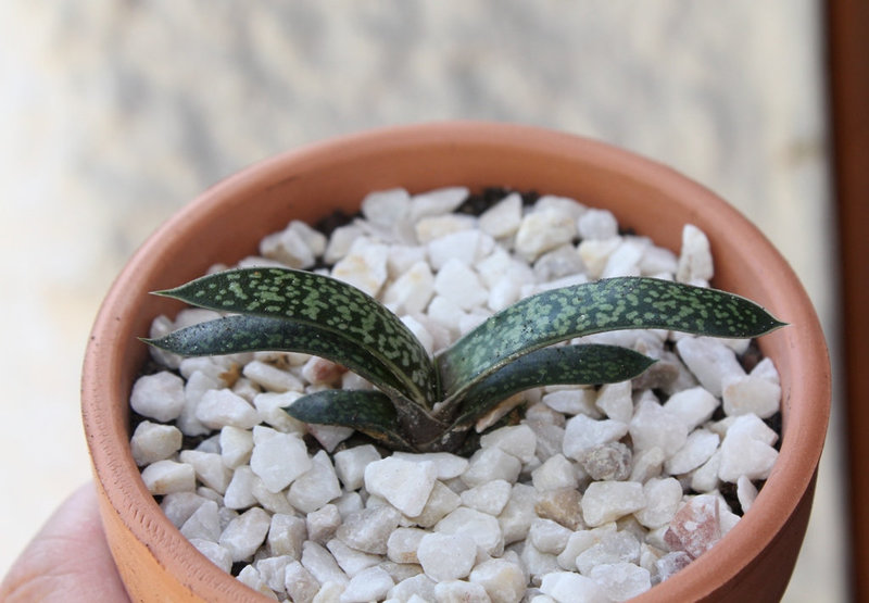 Gasteria bicolor (2)
