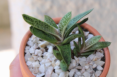 Gasteria gracilis v. minima