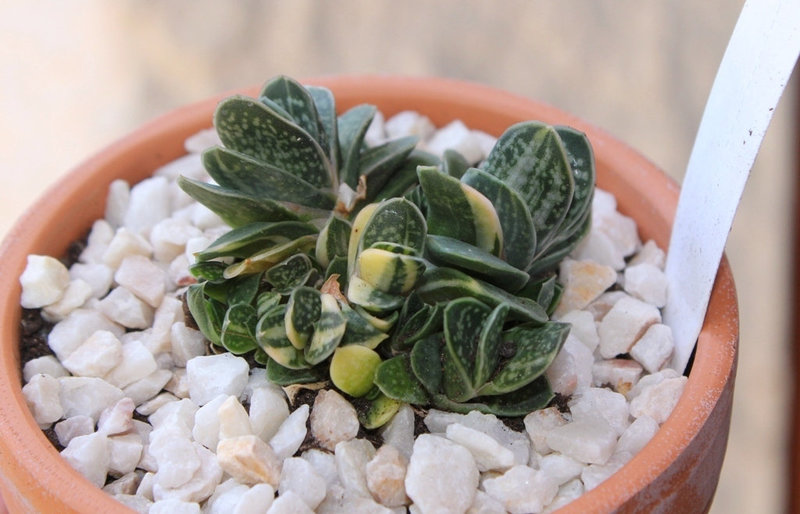 Gasteria minima variegata Shinano Fuji