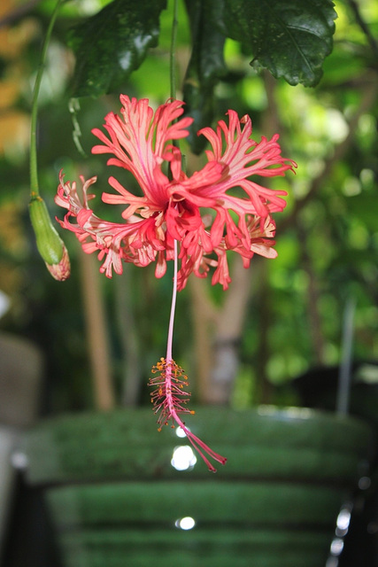 Hibiscus Schizopetalus