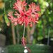 Hibiscus Schizopetalus