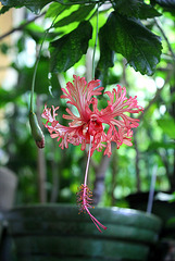 Hibiscus schizopetalus (2)