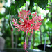 Hibiscus schizopetalus (2)