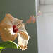 Hibiscus Fort de France (2)