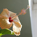 Hibiscus Fort de France (3)