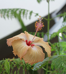 Hibiscus Fort de France 2