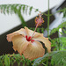 Hibiscus Fort de France 2