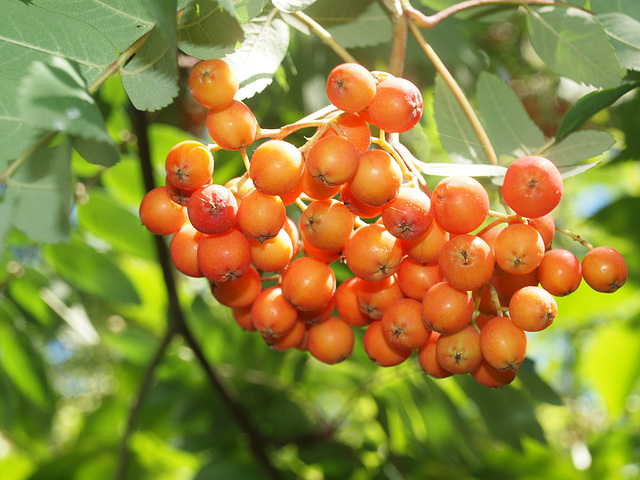 Vogelbeeren