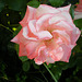 Rosa de mi jardín