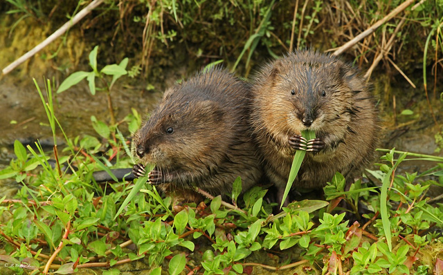 Deux petits frérots!