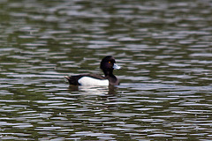 20110510 2209RTw [D~BI] Reiherente, Bielefeld