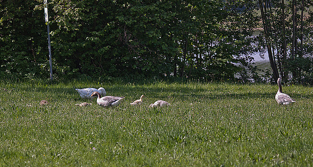 20110510 2203RTw [D~BI] Graugans, Bielefeld