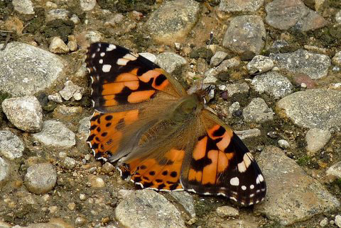 Painted Lady Butterfly