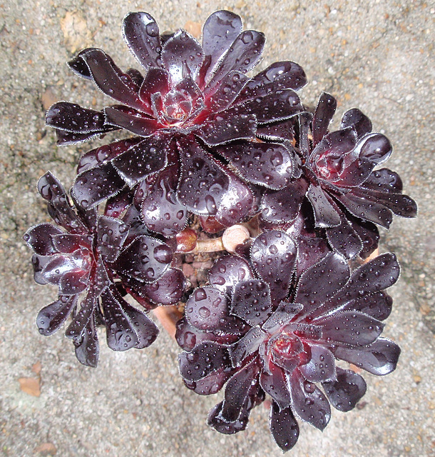 Aeonium Atropurpureum Schwarzkopf P8072636-2