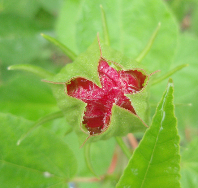 hibiscus moscheutos P8072612-2