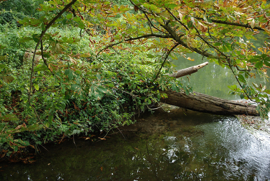 L'arbre mort