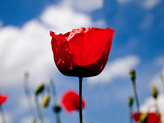 mohn vor himmel