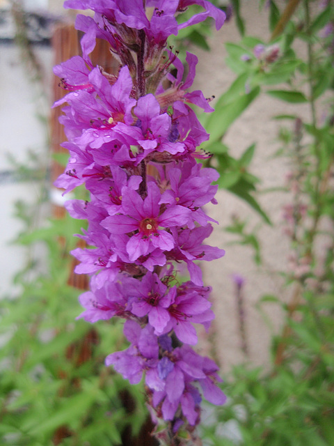 lythrum salicaria P8072628